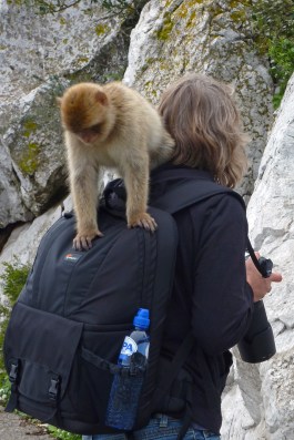 Berberaap, Gibraltar